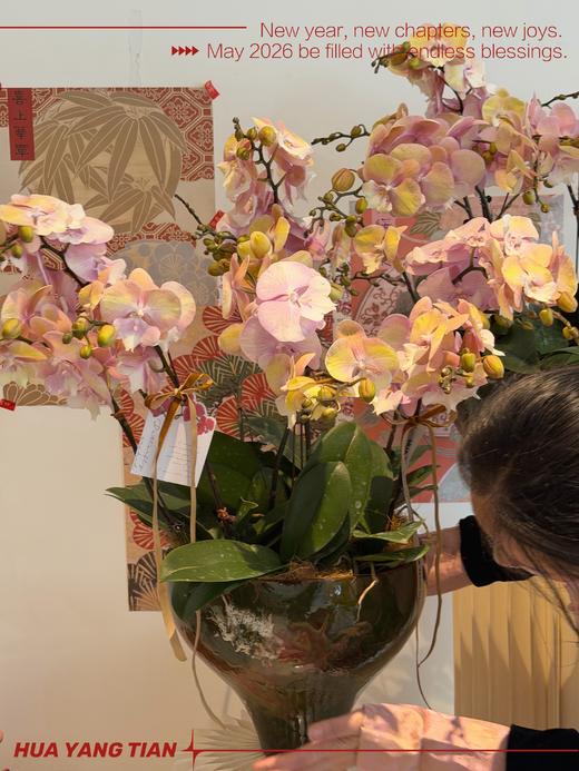 团圆时刻 · 蝴蝶兰盆栽 商品图0