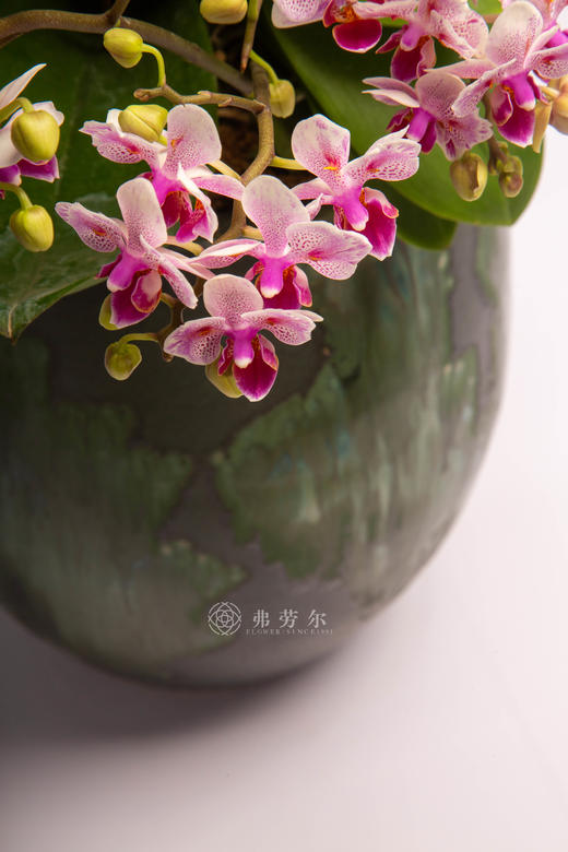 人勤马自奋 商品图2