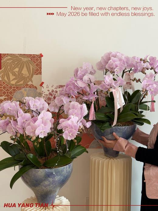 合家欢颜 · 蝴蝶兰盆栽 商品图0