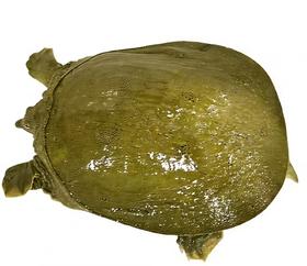 【生鲜预定】甲鱼 杀好