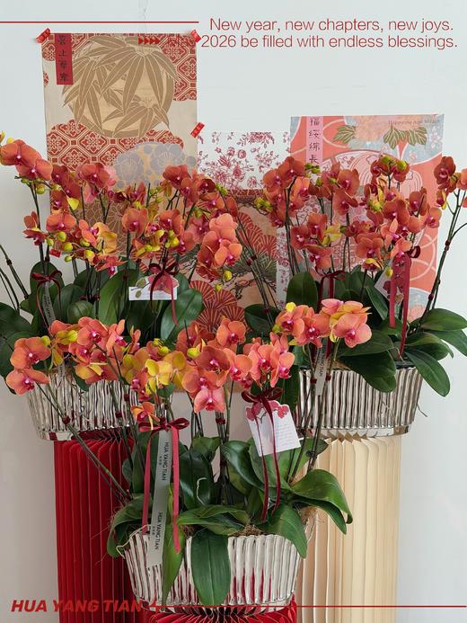 财源广进 · 蝴蝶兰盆栽 商品图3