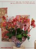 宏图大展 · 蝴蝶兰盆栽 商品缩略图5