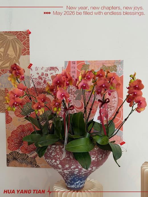 宏图大展 · 蝴蝶兰盆栽 商品图5