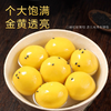 【大黄米汤圆】爆浆流心 颗颗饱满 口口满足 香糯黏滑好滋味 商品缩略图2