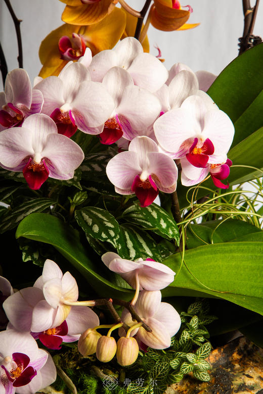 马跃金银滩 商品图3