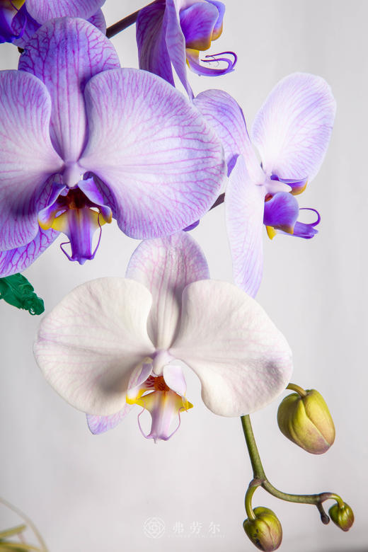 金马驮宝来 商品图2