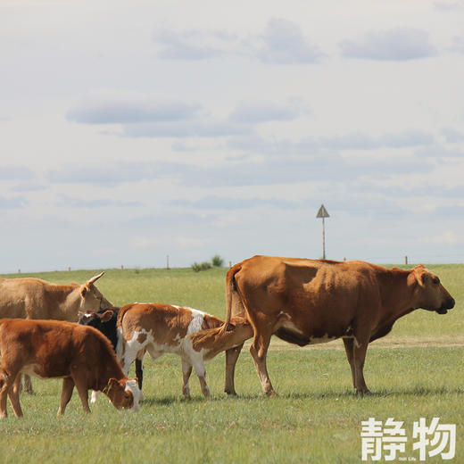 锡盟生态眼肉牛排200g｜内蒙古锡林郭勒盟 商品图6