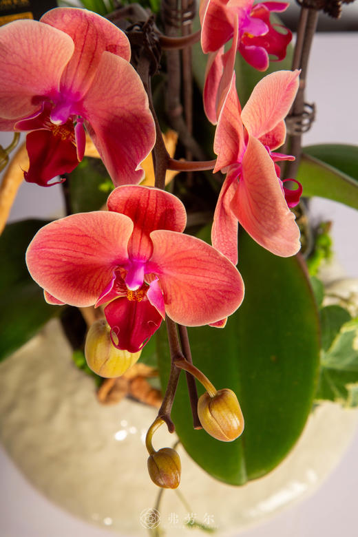 一马平川阔 商品图2