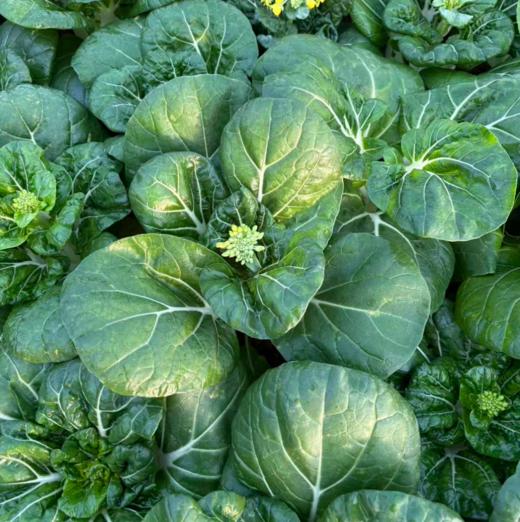 生态奶白菜苔 | 绿家自产* Eco-Milk Chinese cabbage Flower Stalks | In-House Production 商品图1