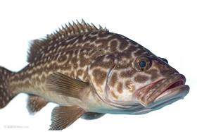 【生鲜预定】石斑鱼 6两-1公斤/条