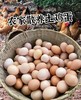 金伶俐土鸡蛋（100枚） 商品缩略图2