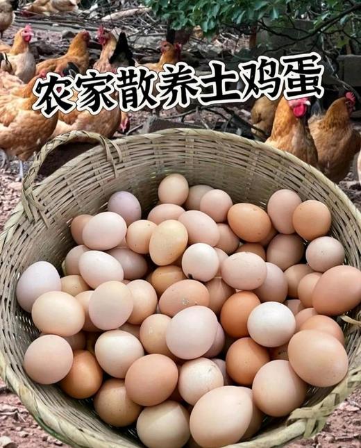 金伶俐土鸡蛋（100枚） 商品图2