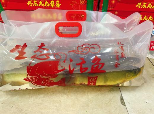 打氧丁桂活鱼（5斤左右） 商品图1