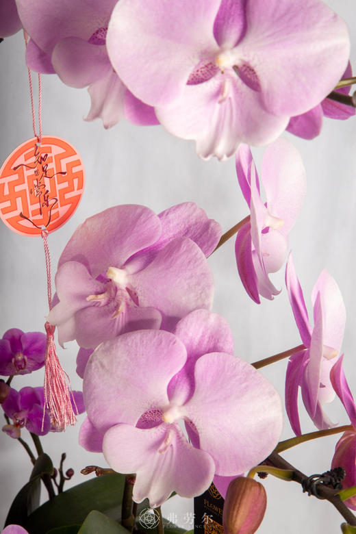 马跃高峰顶  商品图2