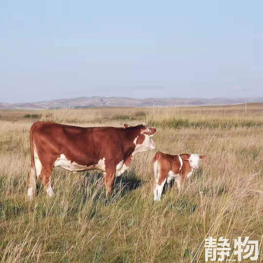 锡盟生态牛肉卷（黄牛上脑涮肉切片）300g｜内蒙古锡林郭勒盟 商品图4