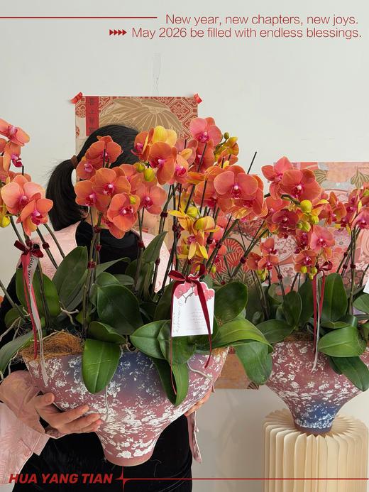 宏图大展 · 蝴蝶兰盆栽 商品图4