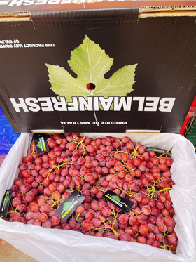 澳洲无籽红提礼盒