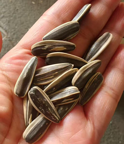 【上半年最后一车】萧山日晒瓜子500克，就口感而言 甚至可以说险胜春娣 商品图2