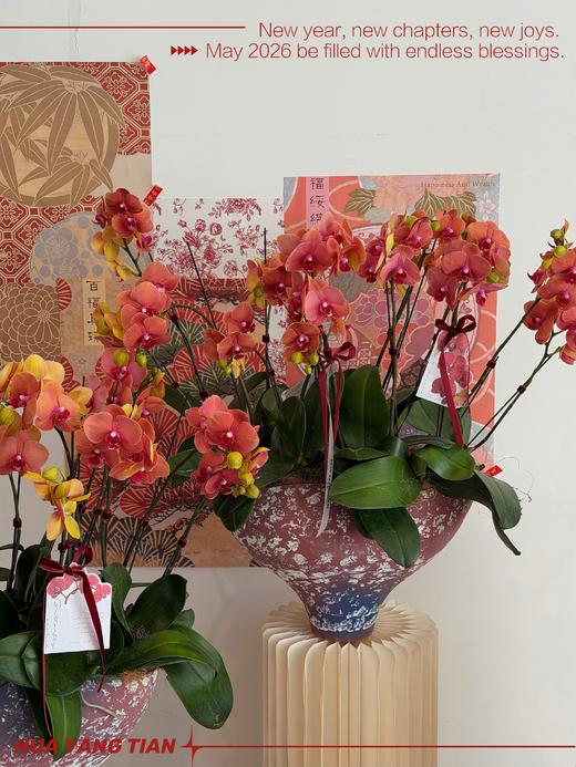 宏图大展 · 蝴蝶兰盆栽 商品图2