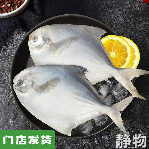 海捕野生东海银鲳鱼400g｜浙江台州 商品图0