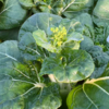 生态奶白菜苔 | 绿家自产* Eco-Milk Chinese cabbage Flower Stalks | In-House Production 商品缩略图0