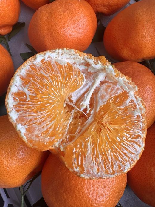 嵋春柑 大橘·甘平 商品图5