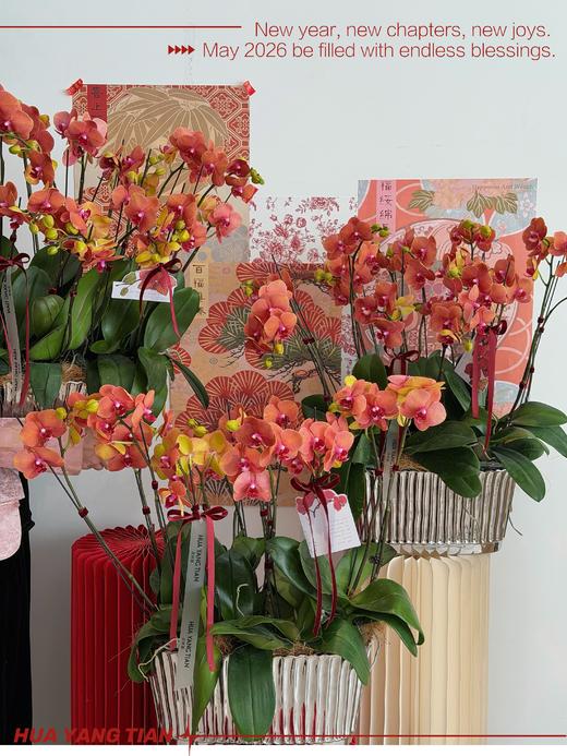 财源广进 · 蝴蝶兰盆栽 商品图0