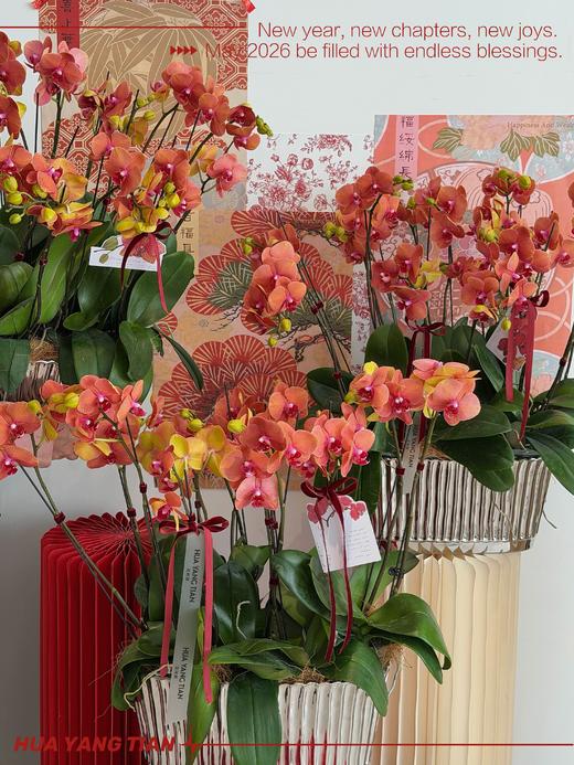 财源广进 · 蝴蝶兰盆栽 商品图1