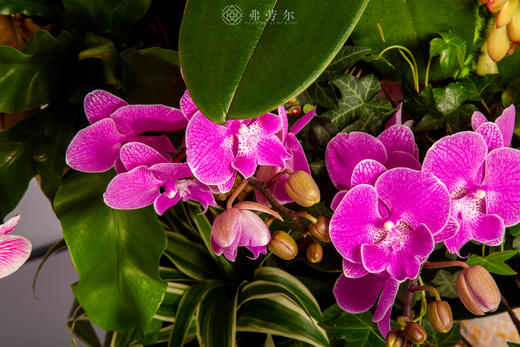 财马驻家门 商品图3