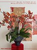 鎏金岁月 · 蝴蝶兰盆栽 商品缩略图2