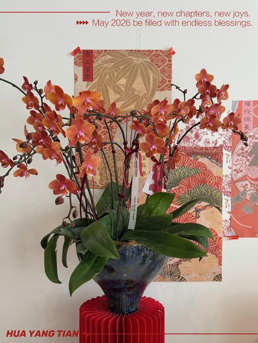 鎏金岁月 · 蝴蝶兰盆栽 商品图2