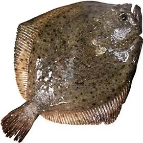 【生鲜预定】多宝鱼 7两-1公斤/条