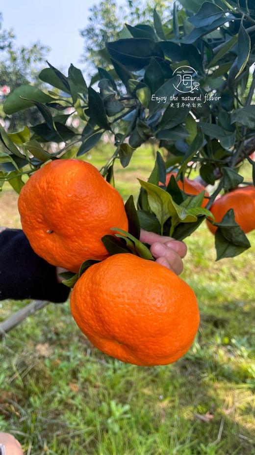 嵋春柑 大橘·甘平 商品图1