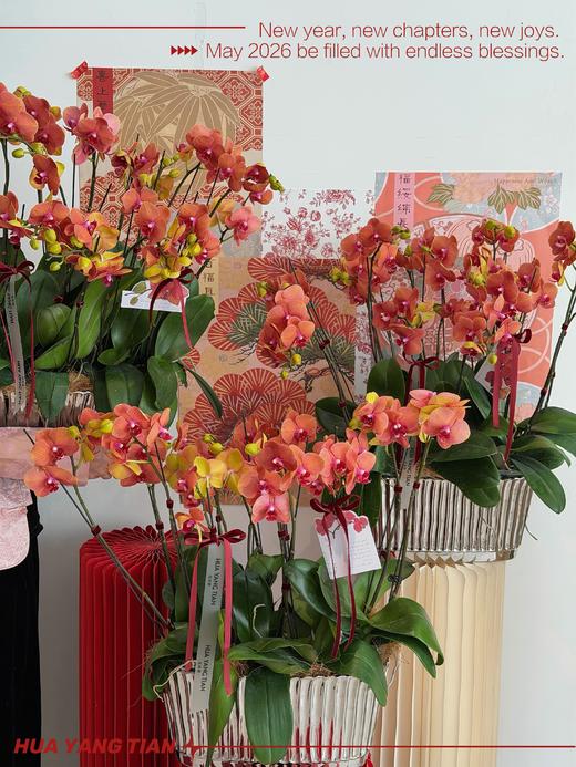 财源广进 · 蝴蝶兰盆栽 商品图2