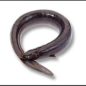 【生鲜预定】鳗鱼杀好