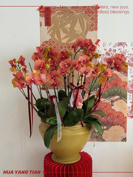 暖风和煦 · 蝴蝶兰盆栽 商品图0