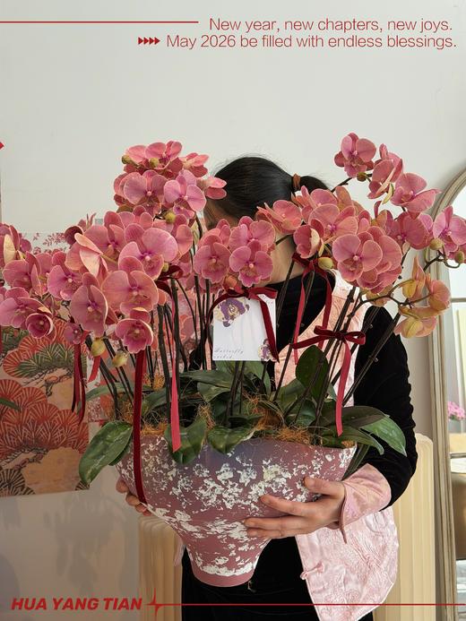 气势如虹 · 蝴蝶兰盆栽 商品图2