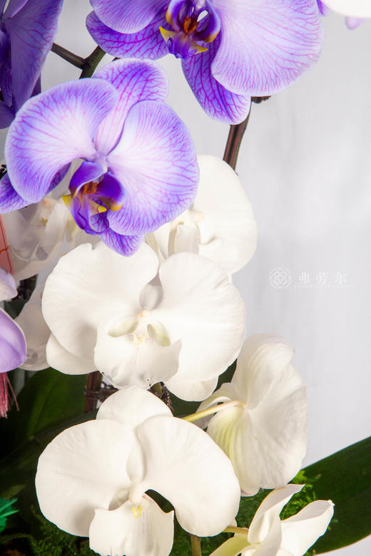 禄马伴星驰 商品图2