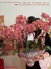 气势如虹 · 蝴蝶兰盆栽 商品缩略图3