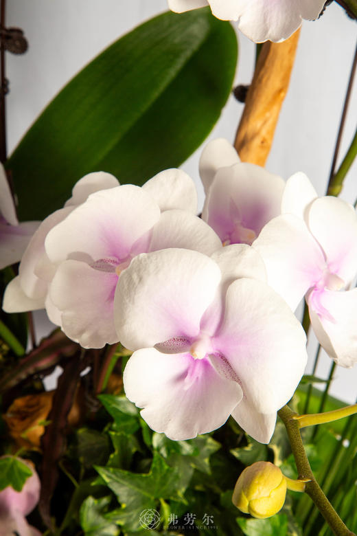 马力全开顺 商品图2