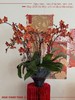 鎏金岁月 · 蝴蝶兰盆栽 商品缩略图0