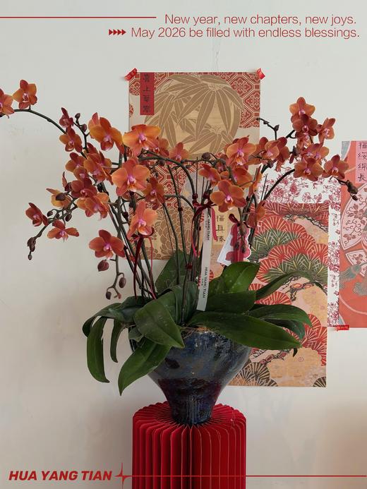 鎏金岁月 · 蝴蝶兰盆栽 商品图0