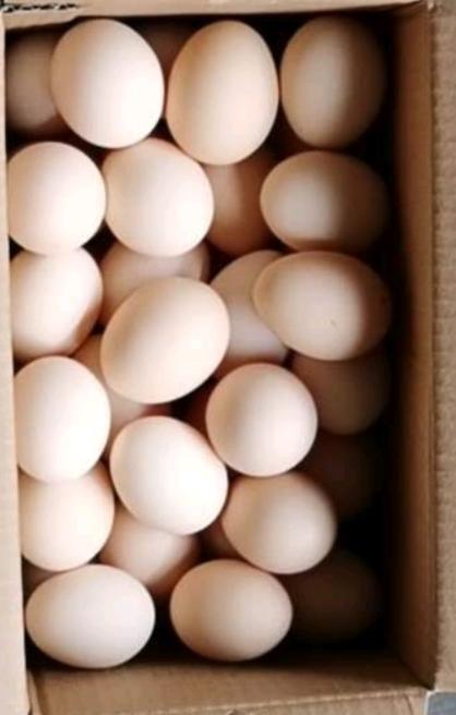 金伶俐·山林土鸡蛋（50枚） 商品图2