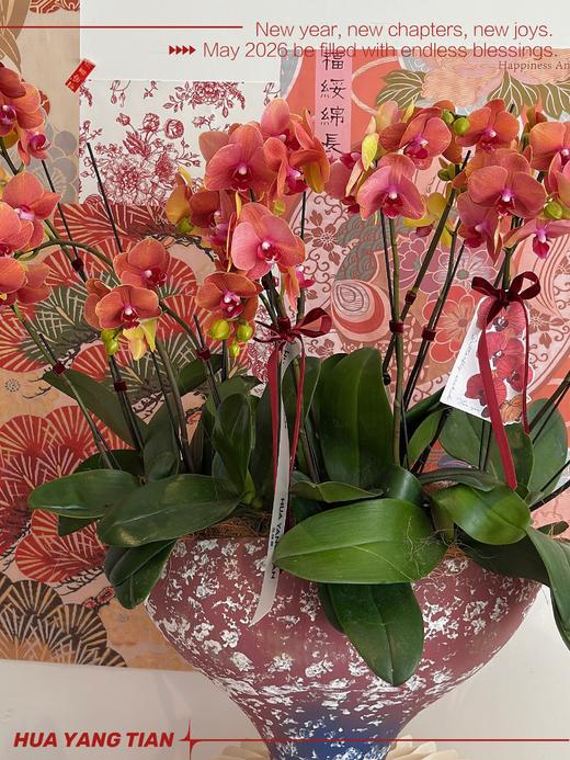 宏图大展 · 蝴蝶兰盆栽 商品图1