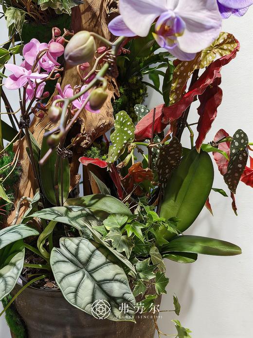 马踏青云 商品图3