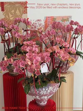 气势如虹 · 蝴蝶兰盆栽