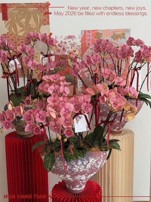 气势如虹 · 蝴蝶兰盆栽 商品图0