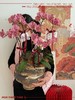 美好祝愿 · 蝴蝶兰盆栽 商品缩略图1