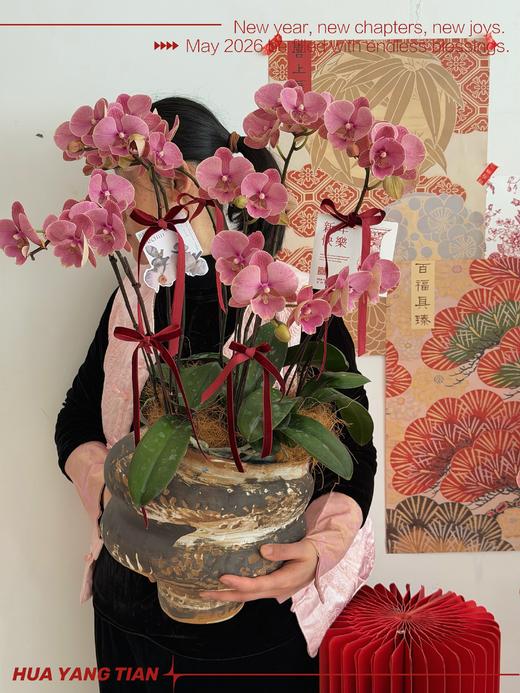 美好祝愿 · 蝴蝶兰盆栽 商品图1