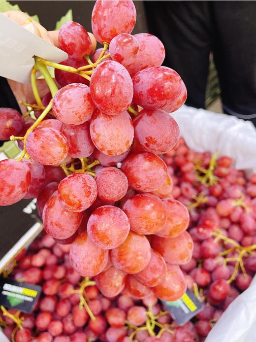 澳洲无籽红提礼盒 商品图1